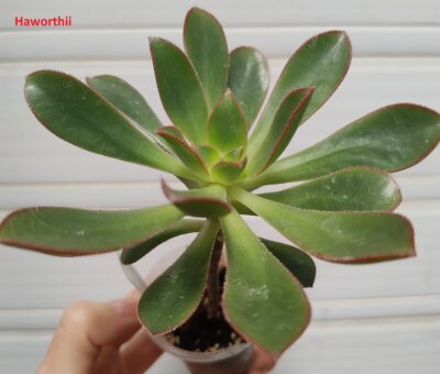 aeonium haworthii