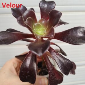 Aeonium Velour