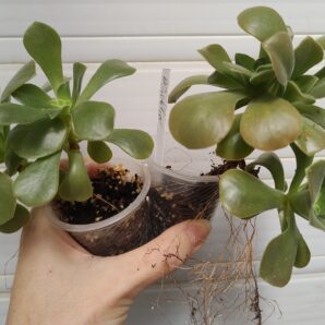 Aeonium Goblin(не варієгатна Balerina)