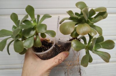 Aeonium Goblin(не варієгатна Balerina)