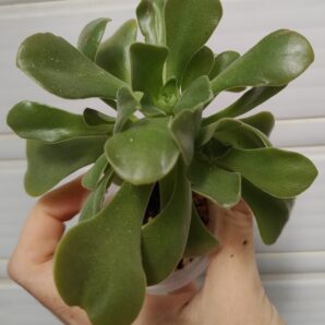 Aeonium Goblin(не варієгатна Balerina)