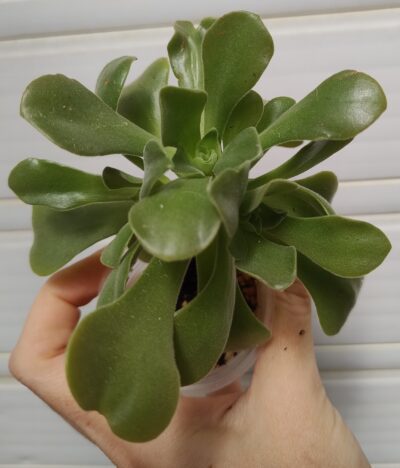 Aeonium Goblin(не варієгатна Balerina)