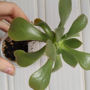 Aeonium Goblin(не варієгатна Balerina)