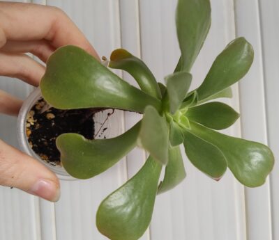 Aeonium Goblin(не варієгатна Balerina)