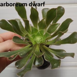Aeonium arboreum(компактніша форма)