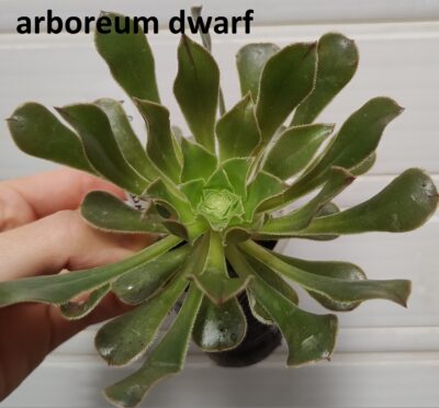 Aeonium arboreum(компактніша форма)