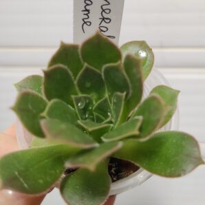 Aeonium Emerald Flame