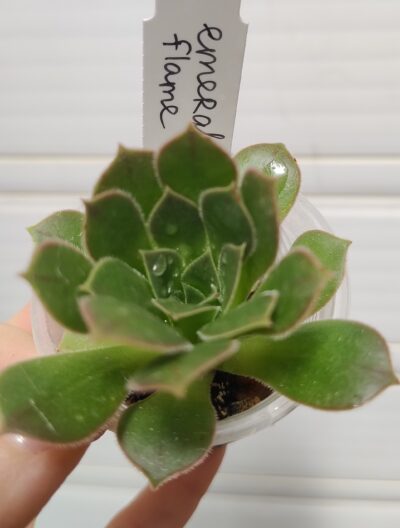 Aeonium Emerald Flame