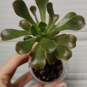 Aeonium Holospathulatum