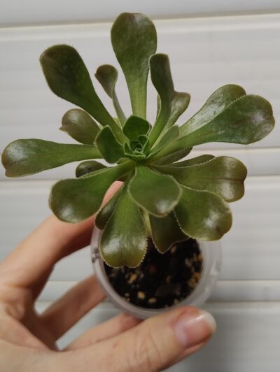 Aeonium Holospathulatum