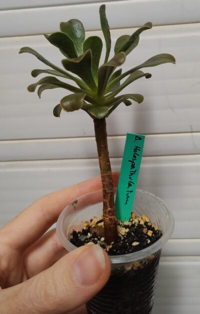 Aeonium Holospathulatum - Зображення 2