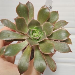 aeonium Percarneum minor