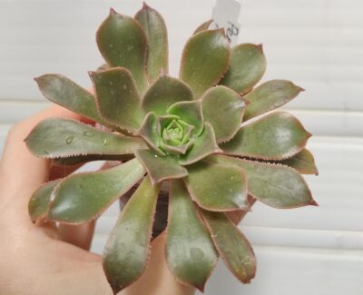 aeonium Percarneum minor