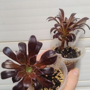 Aeonium Du Rozzen