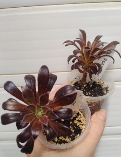 Aeonium Du Rozzen