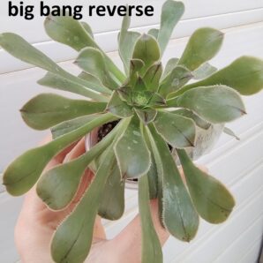Aeonium Big Bang reverse | 4