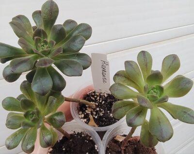 aeonium hierrense