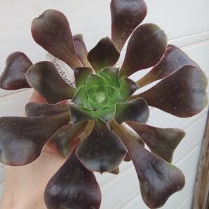 Aeonium 'Pomegranate'