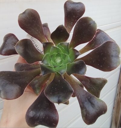 Aeonium 'Pomegranate'