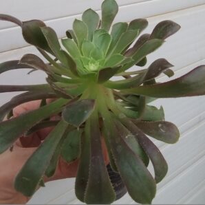 Aeonium Fiesta