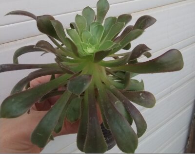 Aeonium Fiesta
