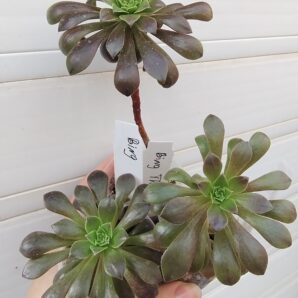 Aeonium 'Bing Thing'