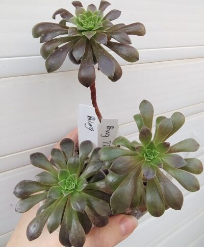 Aeonium 'Bing Thing'