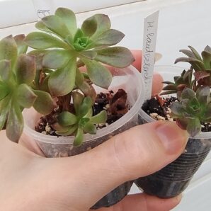 Aeonium 'Bing Thing'