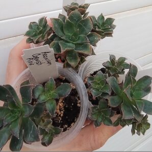 Aeonium Cornish Pixie