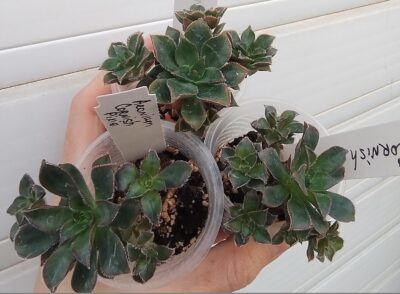 Aeonium Cornish Pixie