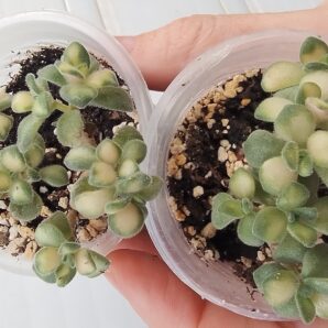 aeonium lindley variegata