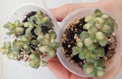 aeonium lindley variegata