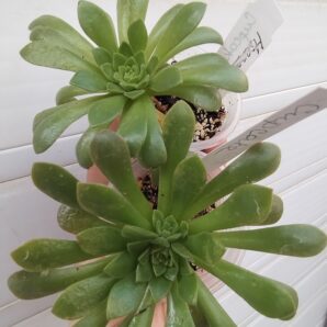 Aeonium 'Cupcake' менший