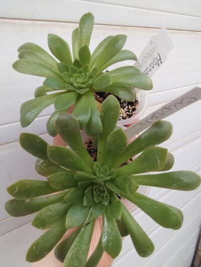 Aeonium 'Cupcake' менший