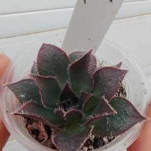 aeonium Ron Dale