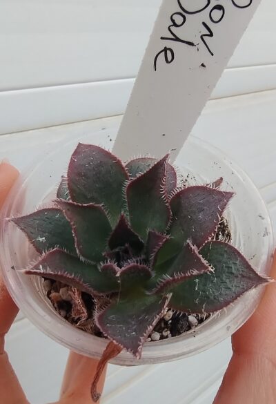 aeonium Ron Dale
