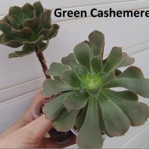 aeonium Green Cashemere(пахне як Velour)