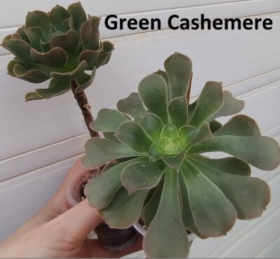 aeonium Green Cashemere(пахне як Velour)