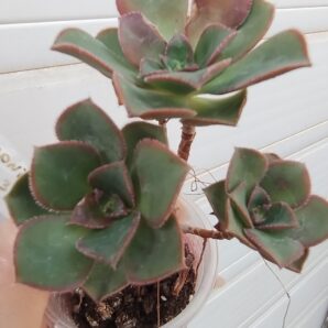 aeonium sp3