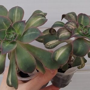 aeonium Lemon lime (syn. Starburst)