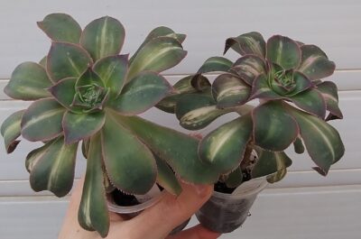 aeonium Lemon lime (syn. Starburst)
