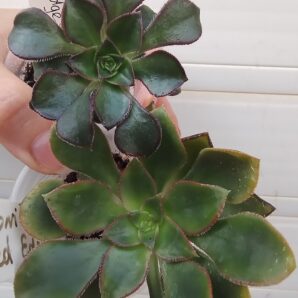Aeonium Red Edge менший