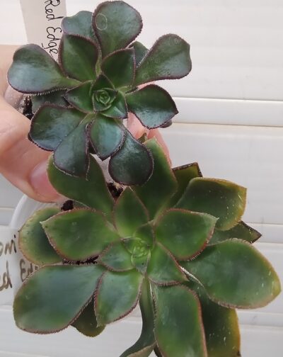 Aeonium Red Edge менший