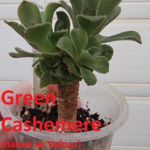 aeonium Green Cashemere(пахне як Velour)