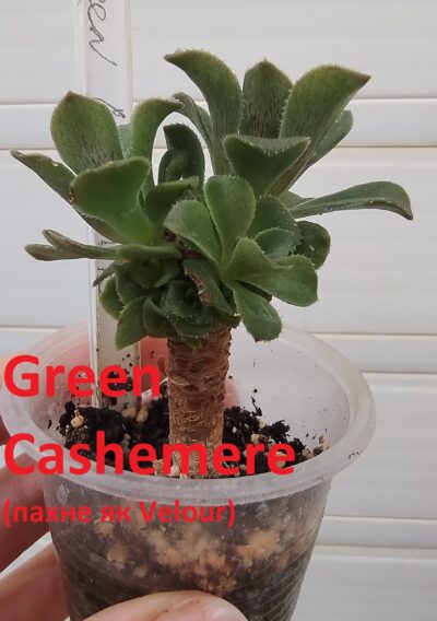 aeonium Green Cashemere(пахне як Velour)