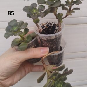 Aeonium Lily Pad