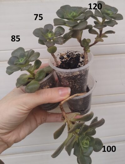 Aeonium Lily Pad