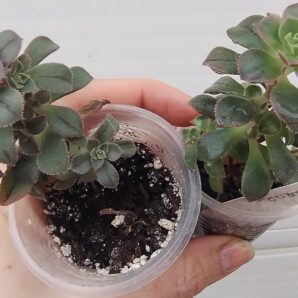 Aeonium Castello-paivae cv. Sarae