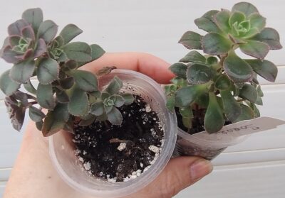 Aeonium Castello-paivae cv. Sarae