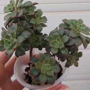 Aeonium Castello-paivae cv. Sarae